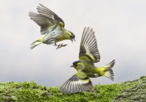 Siskins (Carduelis spinus) fighting over food. Oisterwijk, The Netherlands, March Siskins (Carduelis spinus) fighting over food. Oisterwijk, The Netherlands, March