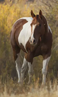 Skewbald Horse in ranch, Martinsdale, Montana, USA Skewbald Horse in ranch, Martinsdale, Montana, USA