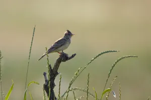 Skylark (Alauda arvensis) singing on branch stump, East Slovakia, Europe, June 2008 Skylark (Alauda arvensis) singing on branch stump, East Slovakia, Europe, June 2008