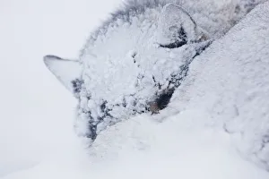 Sled dog (Canis familiaris) sleeping in snow, Spitsbergen, Svalbard, March 2009 Sled dog (Canis familiaris) sleeping in snow, Spitsbergen, Svalbard, March 2009