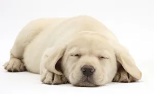 Sleeping Yellow Labrador Retriever pup, 8 weeks Sleeping Yellow Labrador Retriever pup, 8 weeks