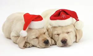 Sleeping Yellow Labrador Retriever puppies, 8 weeks, wearing Father Christmas hats Sleeping Yellow Labrador Retriever puppies, 8 weeks, wearing Father Christmas hats