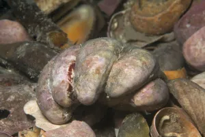 Slipper limpet (Crepidula fornicata) invasive species, Jersey, British Channel Islands Slipper limpet (Crepidula fornicata) invasive species, Jersey, British Channel Islands