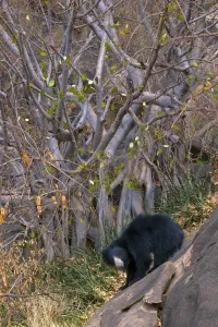 Sloth Bear (Melursus ursinus) under a fig tree. Karnataka, India, March Sloth Bear (Melursus ursinus) under a fig tree. Karnataka, India, March