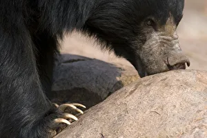Sloth Bear (Melursus ursinus) foraging on rocks. Karnataka, India, March Sloth Bear (Melursus ursinus) foraging on rocks. Karnataka, India, March
