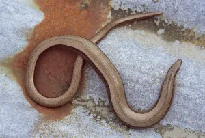 Slow worm {Anguis fragilis} Cornwall, UK Slow worm {Anguis fragilis} Cornwall, UK