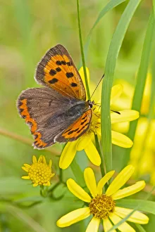 Small copper butterfly (Lycaena phlaeas) on common ragwort, Brockley Cemetery, Lewisham Small copper butterfly (Lycaena phlaeas) on common ragwort, Brockley Cemetery, Lewisham