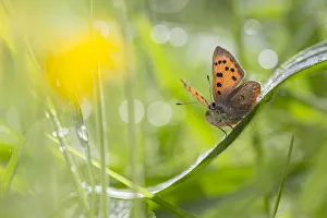 Small copper butterfly (Lycaena phlaeas) in meadow. Peak District National Park Small copper butterfly (Lycaena phlaeas) in meadow. Peak District National Park