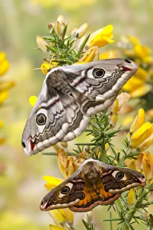Small emperor moth (Saturnia pavonia) male below female both displaying eyespots on Gorse Small emperor moth (Saturnia pavonia) male below female both displaying eyespots on Gorse