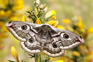 Small emperor moth (Saturnia pavonia) female with wings open showing eyespots on Gorse Small emperor moth (Saturnia pavonia) female with wings open showing eyespots on Gorse
