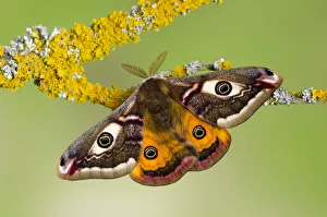 Small emperor moth (Saturnia pavonia) male with wings open showing eyespots on lichen covered twig Small emperor moth (Saturnia pavonia) male with wings open showing eyespots on lichen covered twig