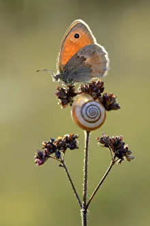Small heath butterfly (Coenonympha pamphilus) and snail, Ottange, Lorraine, France Small heath butterfly (Coenonympha pamphilus) and snail, Ottange, Lorraine, France