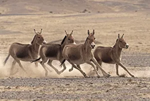 Small herd of Asiatic Wild Ass (Equus hemionus) running, Gobi National Park, Mongolia Small herd of Asiatic Wild Ass (Equus hemionus) running, Gobi National Park, Mongolia