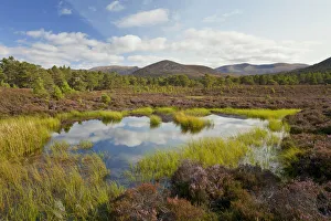 Small lochan surrounded by flowering heather (Ericaceae sp) on the edge of the Caledonian Small lochan surrounded by flowering heather (Ericaceae sp) on the edge of the Caledonian