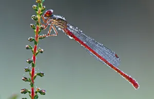 Small red damselfly (Ceriagrion tenellum) in morning dew, Belgium Small red damselfly (Ceriagrion tenellum) in morning dew, Belgium