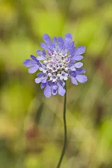 Small Scabious (Scabiosa columbaria) Hutchinsons Bank, New Addington, Croydon Small Scabious (Scabiosa columbaria) Hutchinsons Bank, New Addington, Croydon