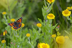 Small Tortoiseshell Butterfly (Aglais urticae) feeding on Common fleabane (Pulicaria Small Tortoiseshell Butterfly (Aglais urticae) feeding on Common fleabane (Pulicaria