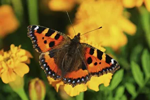 Small tortoiseshell butterfly (Aglais urticae) on French marigold (Tagetes patula) flowers Small tortoiseshell butterfly (Aglais urticae) on French marigold (Tagetes patula) flowers