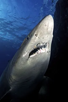 Smalltooth sand tiger shark (Odontaspis ferox), view from below. El Hierro. Canary Islands Smalltooth sand tiger shark (Odontaspis ferox), view from below. El Hierro. Canary Islands