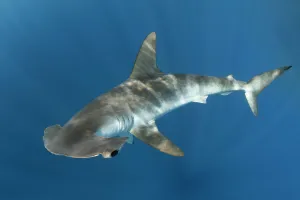 Smooth hammerhead shark (Sphyrna zygaena). Cabo San Lucas, Baja California Sur, Mexico Smooth hammerhead shark (Sphyrna zygaena). Cabo San Lucas, Baja California Sur, Mexico