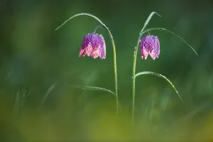 Snakes Head fritillary flowers {Fritillaria meleagris} Powerstock Common, Dorset Snakes Head fritillary flowers {Fritillaria meleagris} Powerstock Common, Dorset