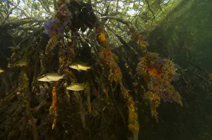 Snappers {Lutjanidae} amongst the roots of Red Mangrove trees {Rhizophora mangle} Snappers {Lutjanidae} amongst the roots of Red Mangrove trees {Rhizophora mangle}