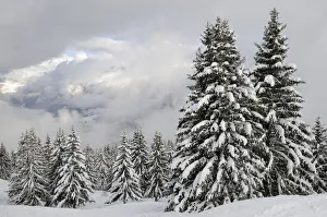 Snow-covered Pine trees and clouds over Mont Blanc after a recent snowstorm, Les Houches Snow-covered Pine trees and clouds over Mont Blanc after a recent snowstorm, Les Houches