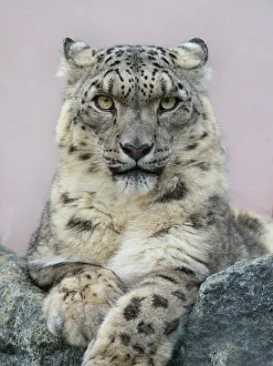 Snow leopard (Panthera uncia) portrait with ears back. Captive Snow leopard (Panthera uncia) portrait with ears back. Captive