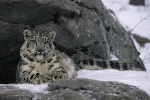 Snow leopard {Panthera uncia} resting by rocks in snow, captive Snow leopard {Panthera uncia} resting by rocks in snow, captive