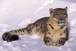 Snow leopard (Panthera uncia) resting in snow. Captive Snow leopard (Panthera uncia) resting in snow. Captive