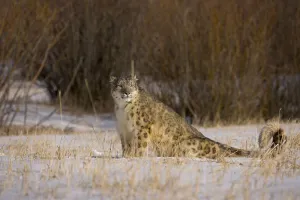 Snow leopard {Panthera uncia} sitting in snowy landscape, China, captive Snow leopard {Panthera uncia} sitting in snowy landscape, China, captive