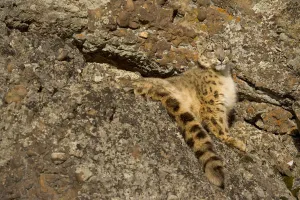 Snow leopard {Panthera uncia} sunning on rocky ground, China, captive Snow leopard {Panthera uncia} sunning on rocky ground, China, captive