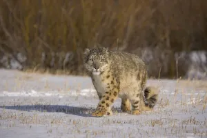 Snow leopard {Panthera uncia} walking across snowy landscape, China, captive Snow leopard {Panthera uncia} walking across snowy landscape, China, captive