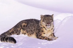 Snow leopard resting in snow (Panthera uncia) Captive Snow leopard resting in snow (Panthera uncia) Captive