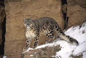 Snow leopard on snow covered rockface {Panthera uncia} captive Snow leopard on snow covered rockface {Panthera uncia} captive