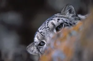 Snow leopard. Wild. {Panthera uncia} Hemis NP, Ladakh, India Snow leopard. Wild. {Panthera uncia} Hemis NP, Ladakh, India