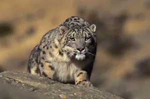 Snow leopard. Wild {Panthera uncia} Ladakh, India Snow leopard. Wild {Panthera uncia} Ladakh, India