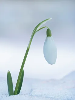 Snowdrop (Galanthus Sp.) single flower in snow, Buckinghamshire, England, UK, February Snowdrop (Galanthus Sp.) single flower in snow, Buckinghamshire, England, UK, February