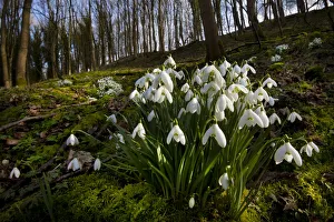 Snowdrops (Galanthus nivalis) flowering in woodland Snowdrops (Galanthus nivalis) flowering in woodland