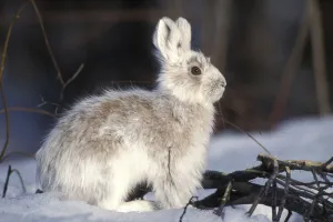 Snowshoe hare (Lepus americanus) adult with coat changing into summer colors, south Snowshoe hare (Lepus americanus) adult with coat changing into summer colors, south