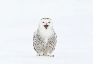 Snowy Owl (Bubo scandiaca) with its beak open. Canada, February Snowy Owl (Bubo scandiaca) with its beak open. Canada, February