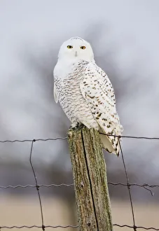 Snowy Owl (Nyctea scandiaca) female perched, Amherst Island, Ontario, Canada, January Snowy Owl (Nyctea scandiaca) female perched, Amherst Island, Ontario, Canada, January