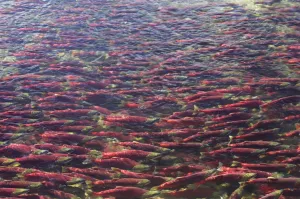 Sockeye / Red Salmon (Oncorhynchus nerka) on spawning migration Sockeye / Red Salmon (Oncorhynchus nerka) on spawning migration