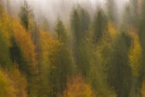 Soft focus on mixed woodland with Silver fir (Abies alba) Spruce (Picea excelsa) Soft focus on mixed woodland with Silver fir (Abies alba) Spruce (Picea excelsa)