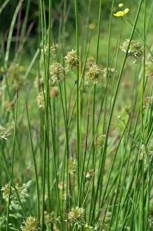 Great Britain Nature Reserves Prints: Soft-rush (Juncus effusus), Headley Heath, Surrey, England, UK. June