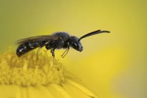 Solitary bee (Panurgus sp) On Corn Marigold, species often associated with yellow flowers Solitary bee (Panurgus sp) On Corn Marigold, species often associated with yellow flowers