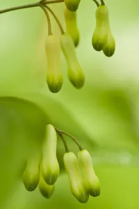 Solomons seal (Polygonatum sp) flowers in Beech wood, Hallerbos, Belgium, April 2009 Solomons seal (Polygonatum sp) flowers in Beech wood, Hallerbos, Belgium, April 2009
