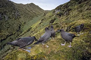 Sooty Albatross (Phoebetria fusca) group courting on high inland ridge. Gough Island Sooty Albatross (Phoebetria fusca) group courting on high inland ridge. Gough Island