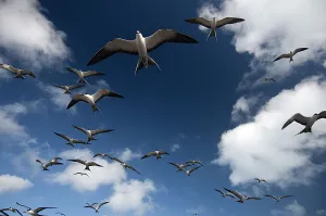 Sooty Terns (Onychoprion fuscata) flock in flight, Midway Island. Central Pacific Sooty Terns (Onychoprion fuscata) flock in flight, Midway Island. Central Pacific