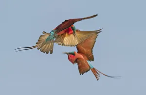 Southern carmine bee-eater (Merops nubicoides) two fighting in flight, Zambezi River